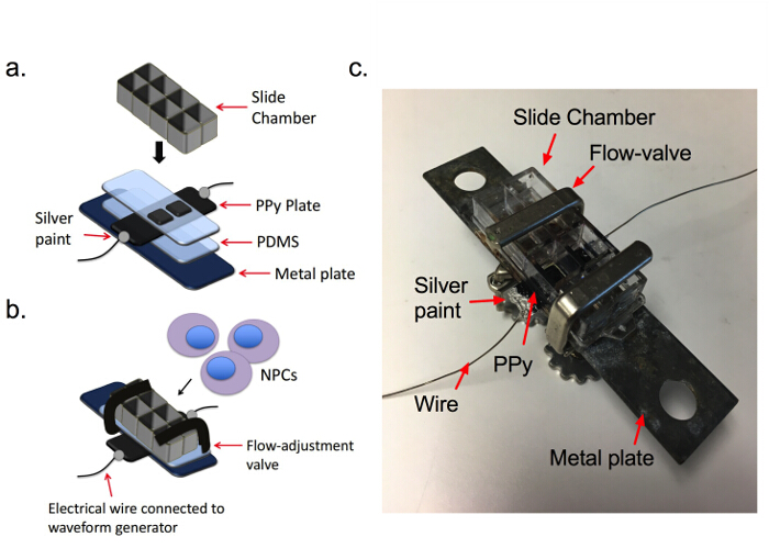 pdms scaffold meaning