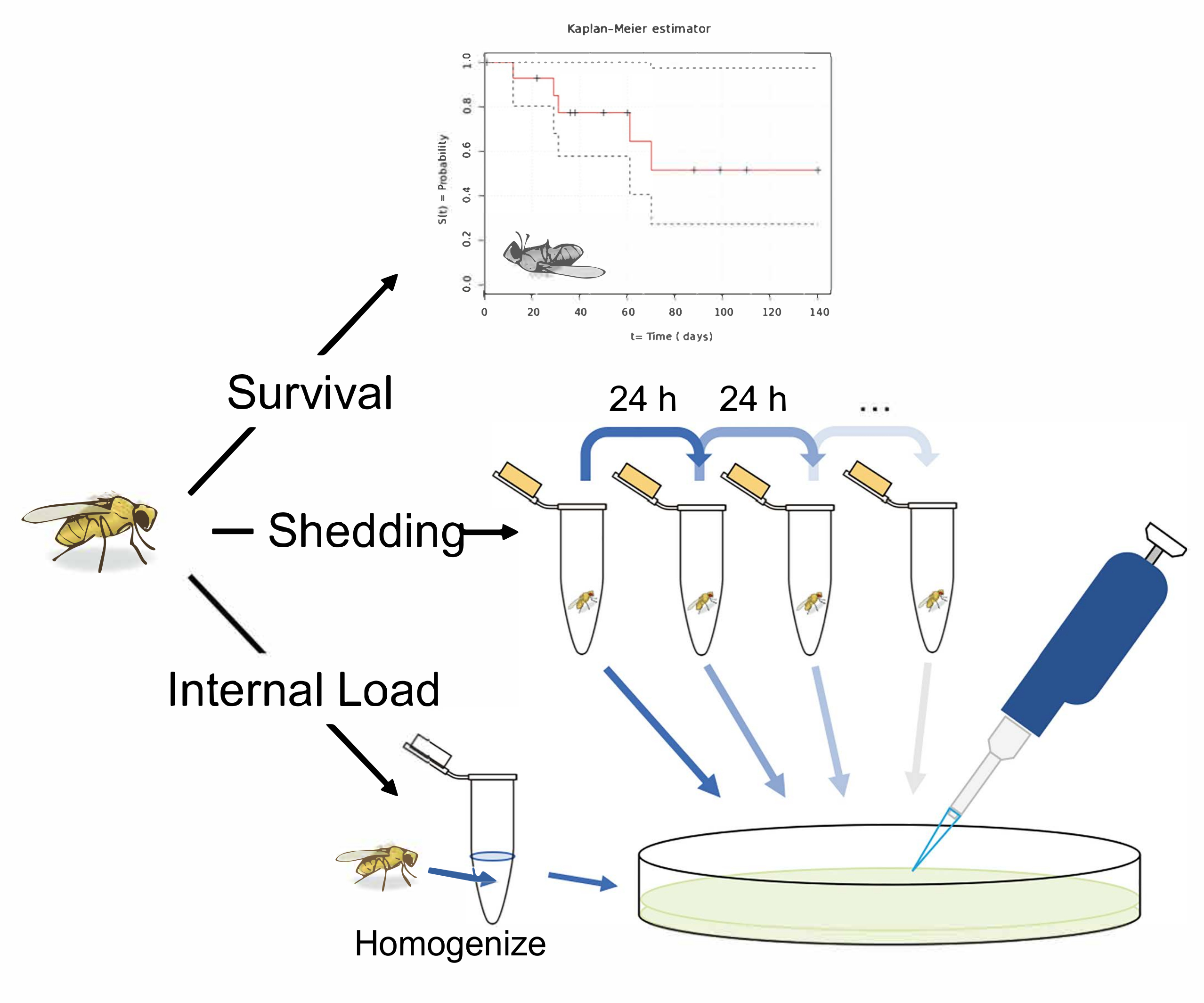 Prednisone Transplant Prednisone transplant Prednisone kidney