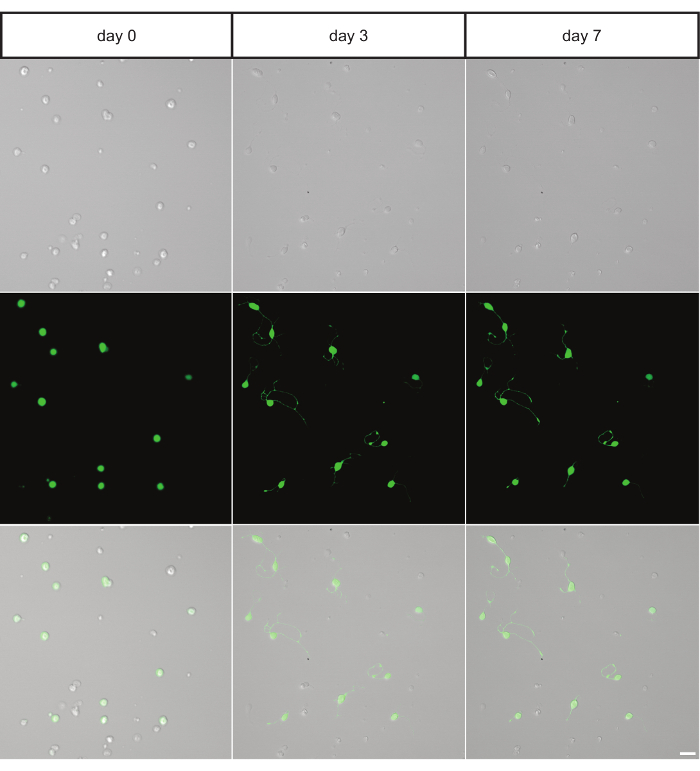 Animal Cell Culture Freshney Pdf