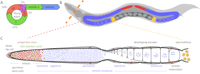 C Elegans Cell Lineage Wiring Diagram