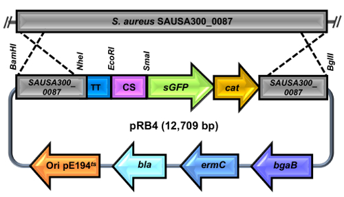 59055fig1.jpg