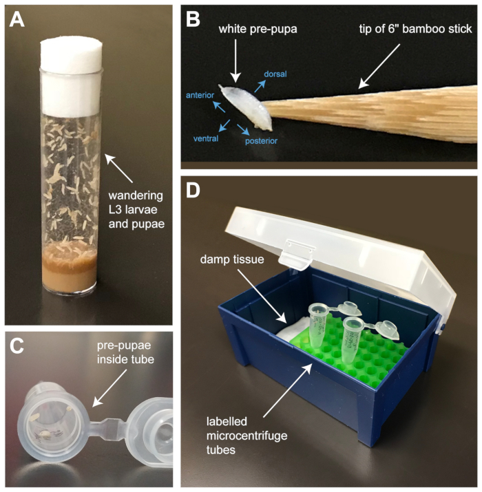 Dissection of the Drosophila Pupal Retina for Immunohistochemistry
