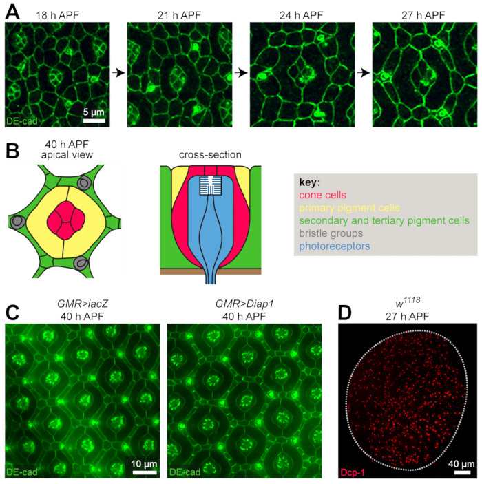 Dissection of the Drosophila Pupal Retina for Immunohistochemistry, Western Analysis, and RNA