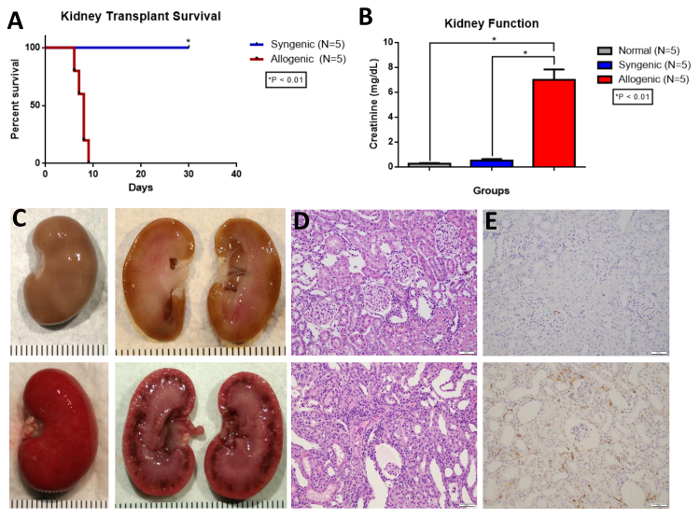 Orthotopic Rat Kidney Transplantation A Novel and Simplified Surgical