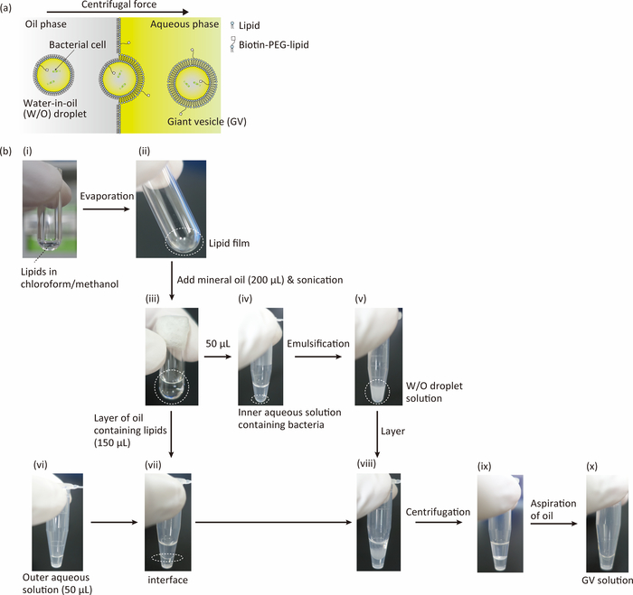 Bacterial Cell Culture at the Singlecell Level Inside Giant Vesicles