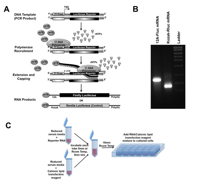In Vitro Transcribed RNAbased Luciferase Reporter Assay to Study