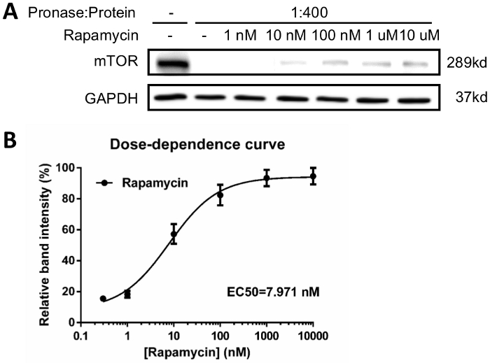 A SemiQuantitative Drug Affinity Responsive Target Stability (DARTS