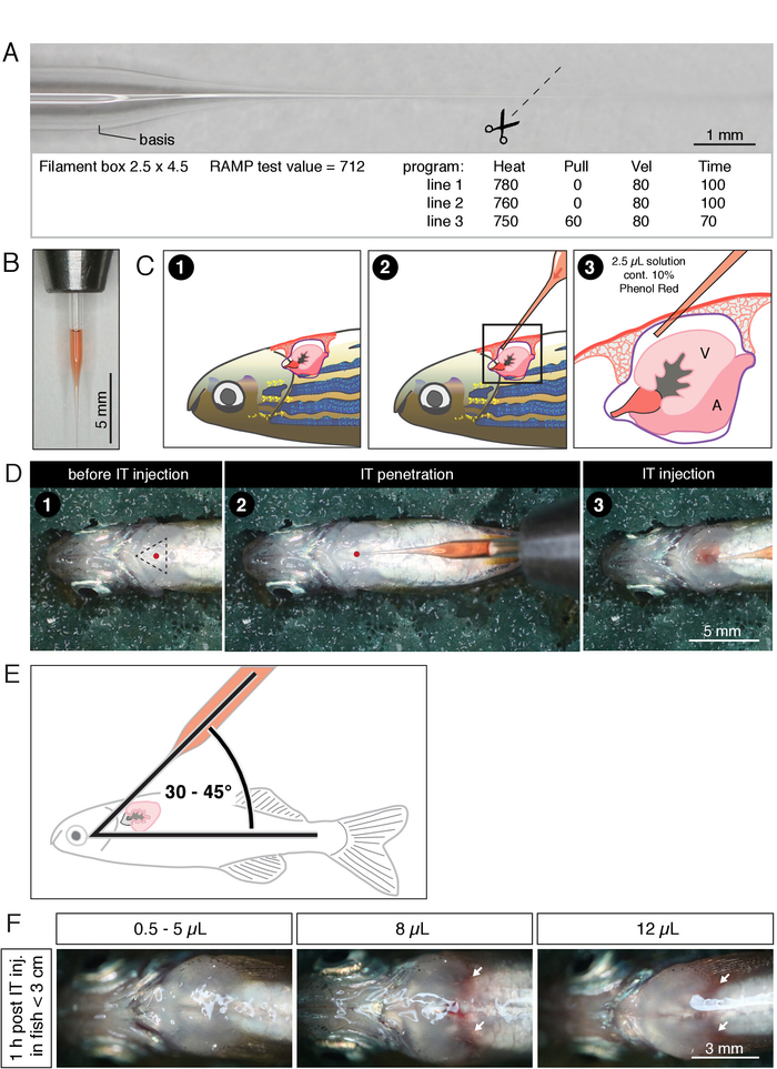 Intrathoracic Injection for the Study of Adult Zebrafish Heart Protocol