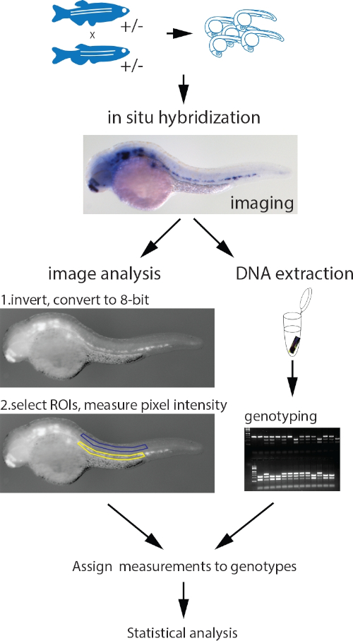 Genotyping and Quantification of In Situ Hybridization Staining in