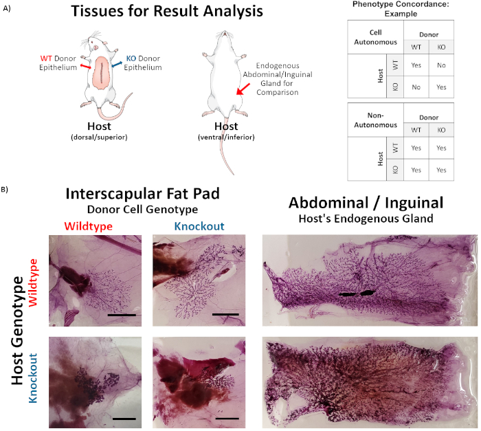 inguinal mammary fat pad
