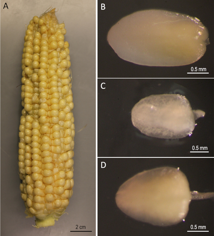 AgrobacteriumMediated Immature Embryo Transformation of Recalcitrant