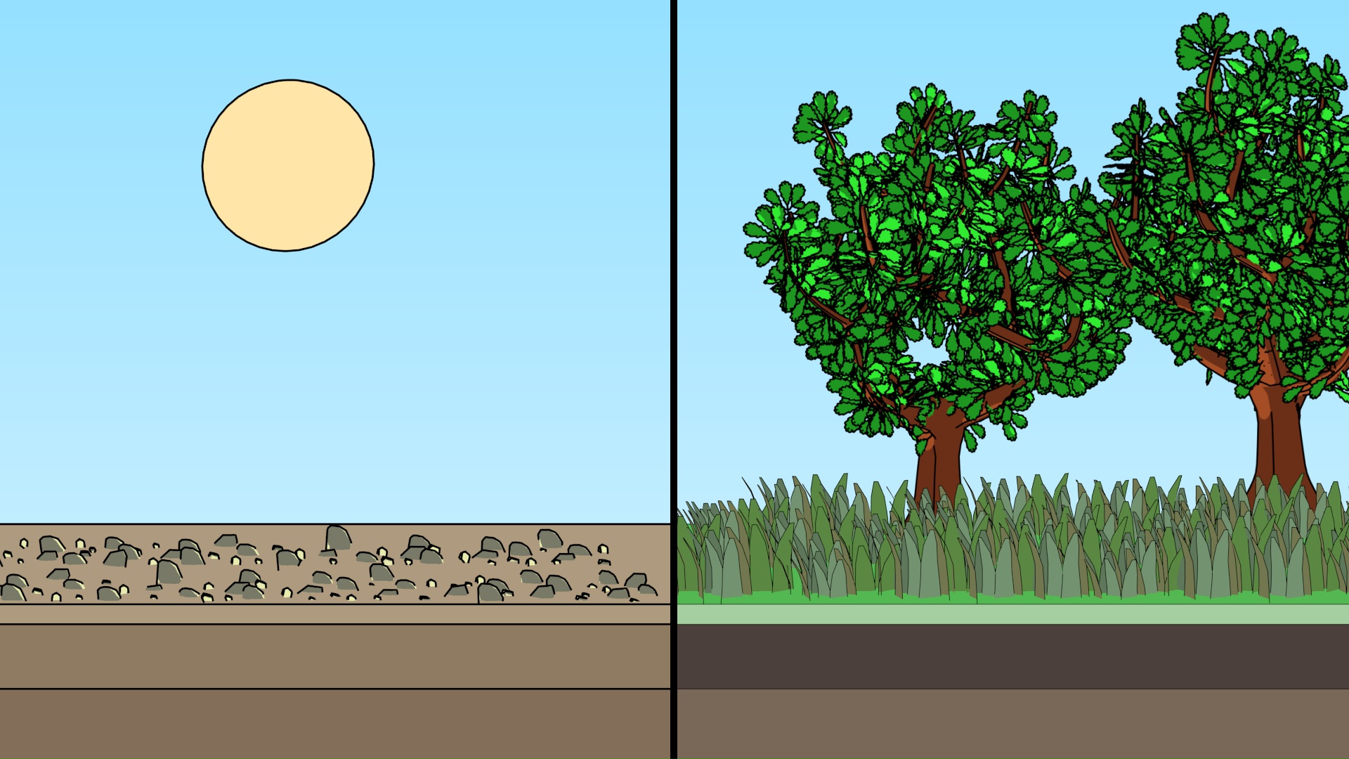 Ecological Succession