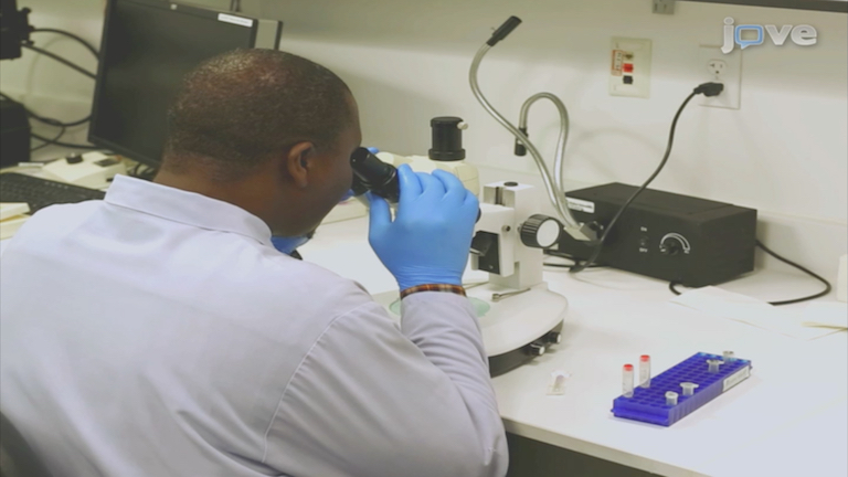 A Simple Chelex Protocol for DNA Extraction from <em>Anopheles</em> spp.