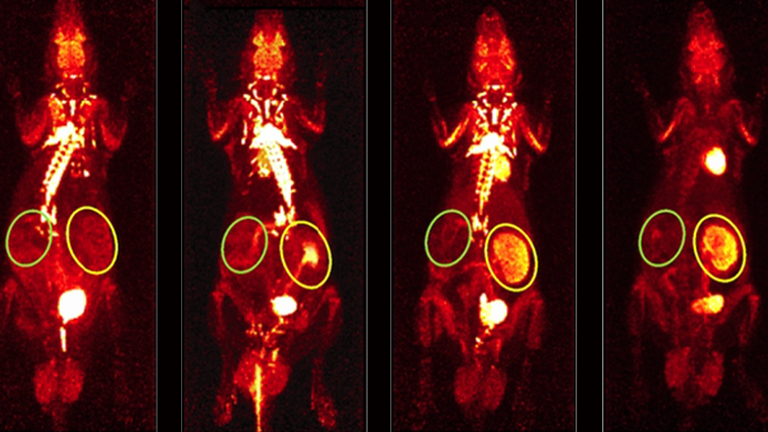 Non-invasive Imaging of Acute Allograft Rejection after Rat Renal Transplantation Using <sup>18</sup>F-FDG PET