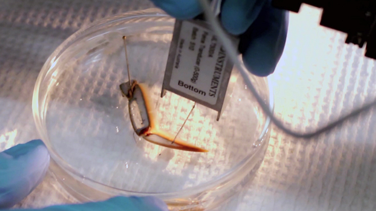 Proprioception and Tension Receptors in Crab Limbs: Student Laboratory Exercises