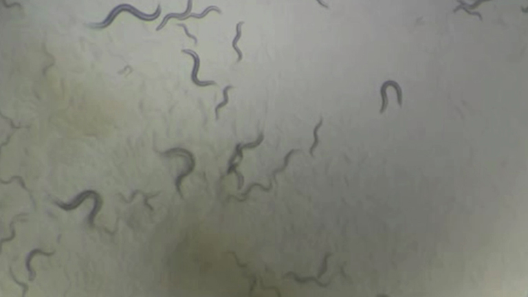 Measuring the Effects of Bacteria on <em>C. Elegans</em> Behavior Using an Egg Retention Assay