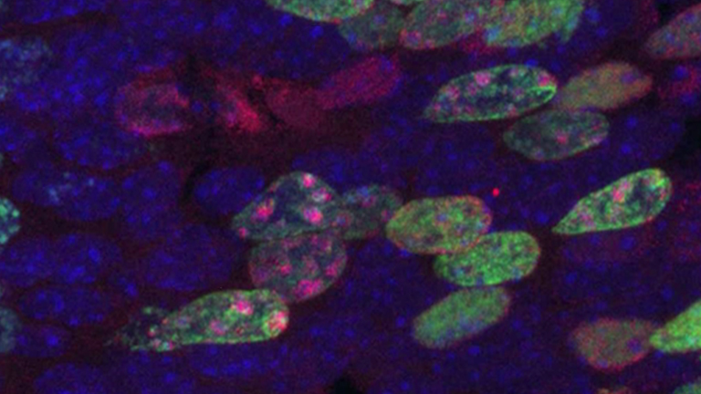 Assessing Cell Cycle Progression of Neural Stem and Progenitor Cells in the Mouse Developing Brain after Genotoxic Stress