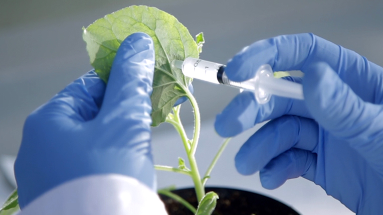 A Comparative Analysis of Recombinant Protein Expression in Different Biofactories: Bacteria, Insect Cells and Plant Systems