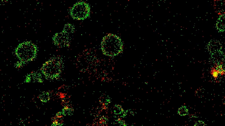 Molecular Diffusion in Plasma Membranes of Primary Lymphocytes Measured by Fluorescence Correlation Spectroscopy
