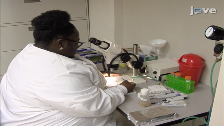 Studying Mitochondrial Structure and Function in <em>Drosophila</em> Ovaries