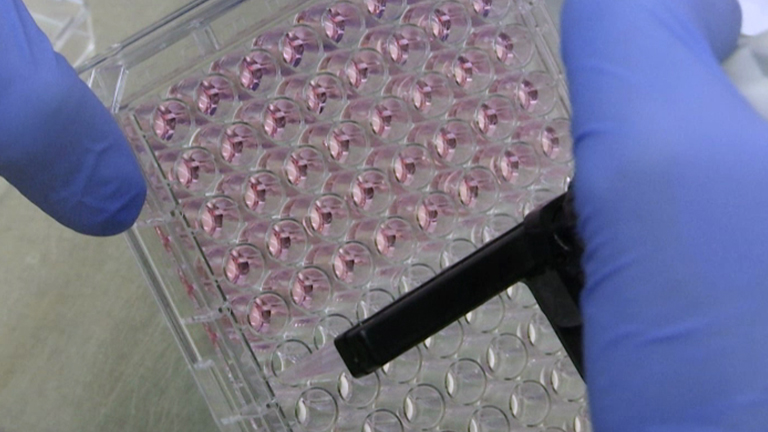 Influenza A Virus Studies in a Mouse Model of Infection